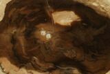 Petrified Wood (Cherry) Slab - McDermitt, Oregon #141408-1